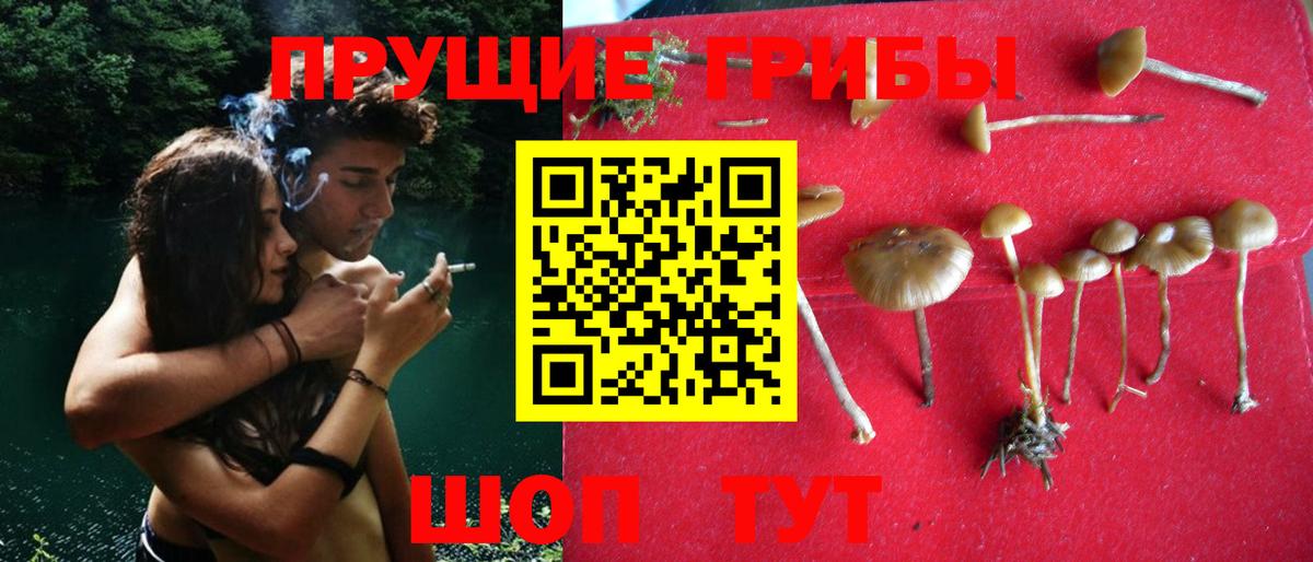 Острогожск  Галлюциногенные грибы GOLDEN TEACHER  Псилоцибиновые грибы Psilocybine cubensis  как найти   Вход с VPN 